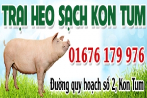 TRẠI HEO SẠCH KON TUM